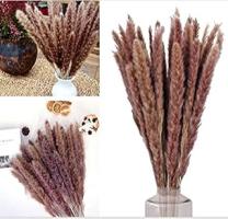 P as Grass Decor  30 Pcs Natural Dried P as Grass Branches  Dried Reed Plumes  P - Compare price